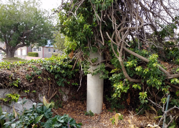 Old vent shaft surrounded by plants